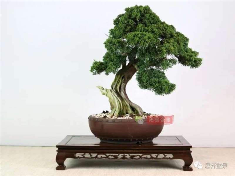 图解 真柏下山桩10年制作成盆景的过程