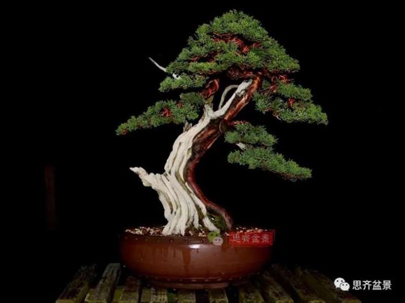 图解 真柏下山桩10年制作成盆景的过程