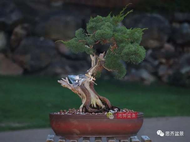 图解 真柏下山桩10年制作成盆景的过程