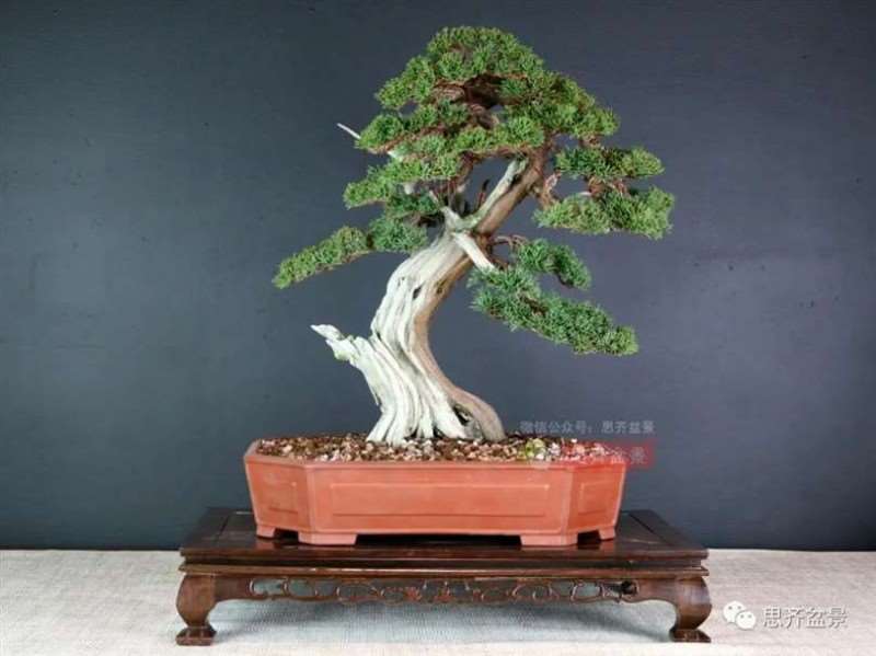 图解 真柏下山桩10年制作成盆景的过程