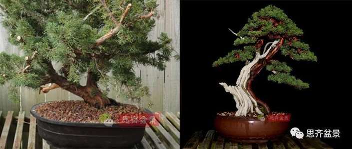 图解 真柏下山桩10年制作成盆景的过程