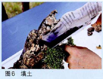 山水盆景现场的制作表演