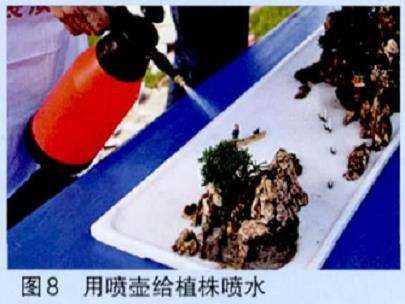 图解 乔红根山水盆景现场的制作表演