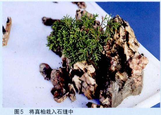 将真柏栽入石缝中
