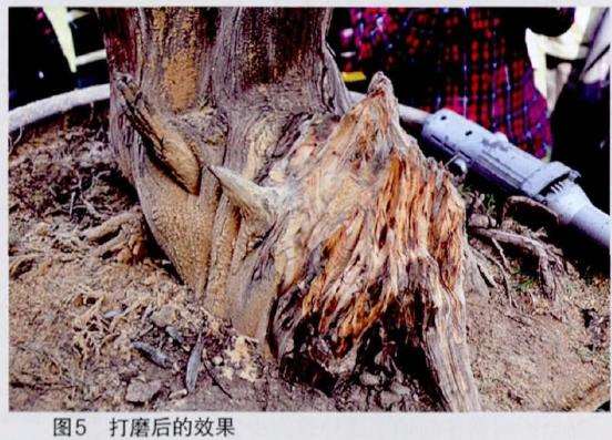 图解 王恒亮怎么制作树木盆景的9个过程