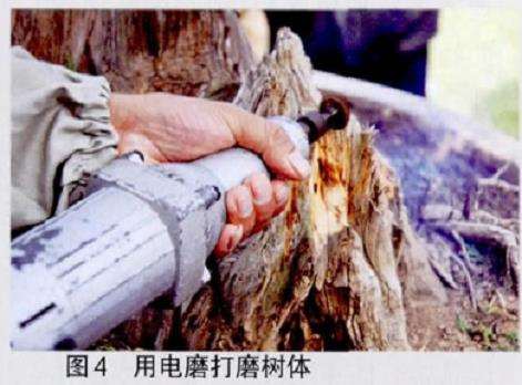 图解 王恒亮怎么制作树木盆景的9个过程