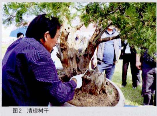 图解 王恒亮怎么制作树木盆景的9个过程