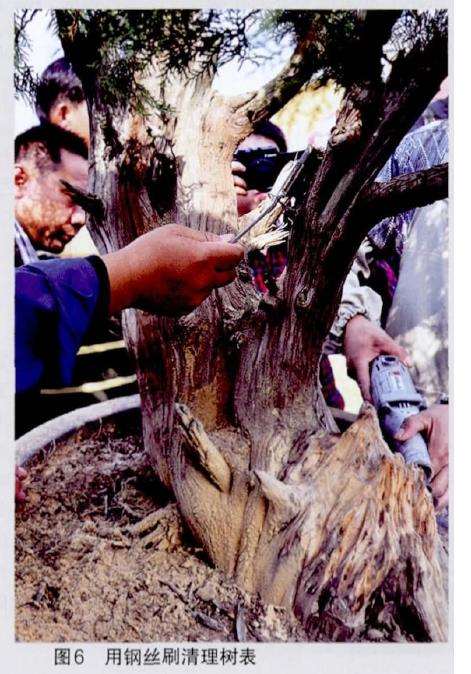 图解 王恒亮怎么制作树木盆景的9个过程