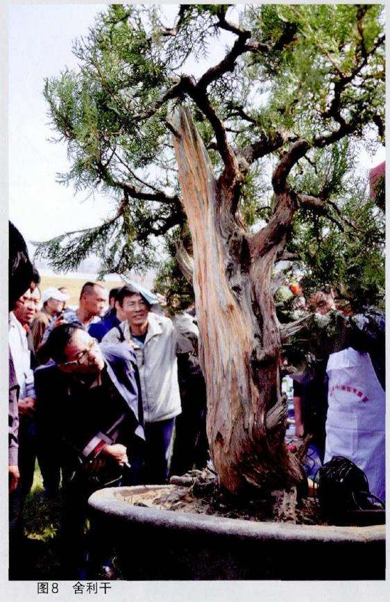 图解 王恒亮怎么制作树木盆景的9个过程