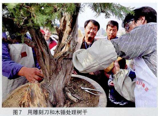 图解 王恒亮怎么制作树木盆景的9个过程
