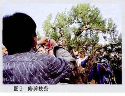 图解 王恒亮怎么制作树木盆景的9个过程