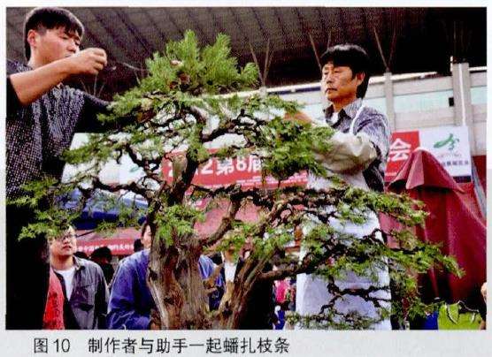 图解 王恒亮怎么制作树木盆景的9个过程