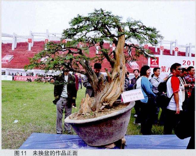 图解 王恒亮怎么制作树木盆景的9个过程