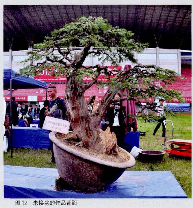 图解 王恒亮怎么制作树木盆景的9个过程