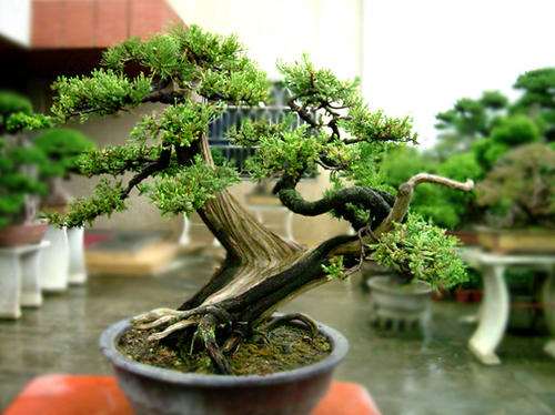 夏季秃柏盆景怎么养护的指南