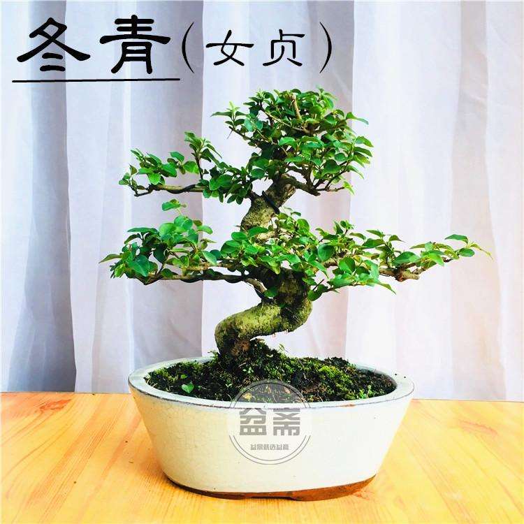 日本美洲冬青的特定盆景养护指南