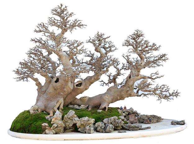 朴树盆景怎么养护的指南