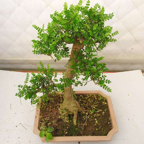 中国胡椒盆景树怎么养护的指南