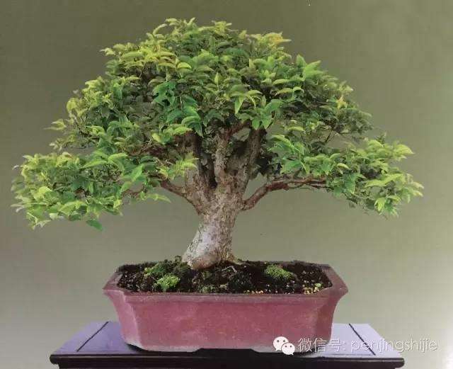 巴西雨树盆景怎么养护的指南