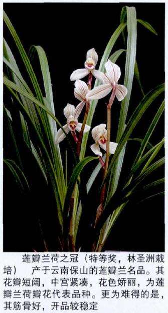 第九届福州兰花展在于山风景区举办