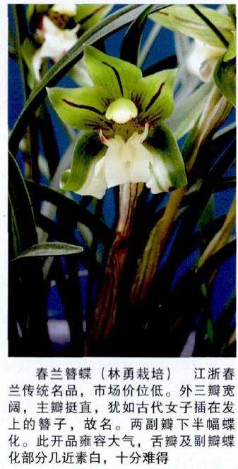 第九届福州兰花展在于山风景区举办