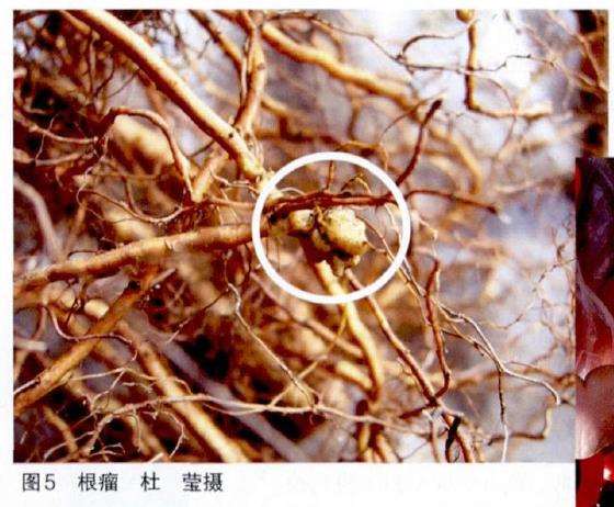 防止月季花朵逐年变小的3个方法