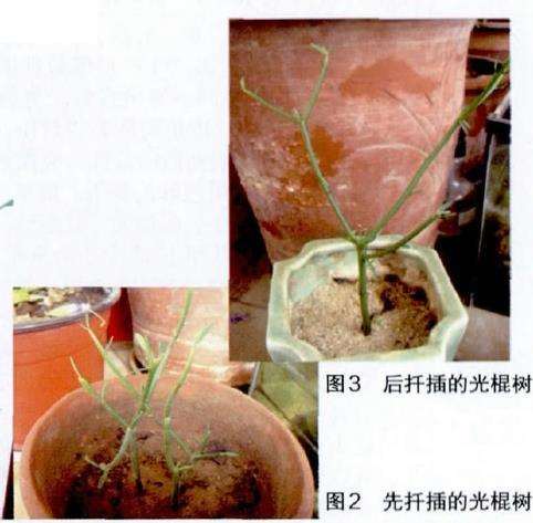 图解 光棍树怎么扦插的6个步骤