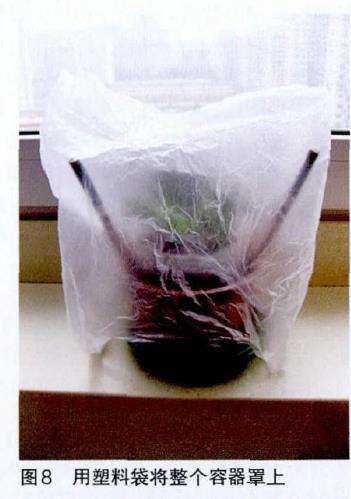 光棍树怎么扦插