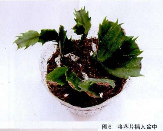 图解 光棍树怎么扦插的6个步骤