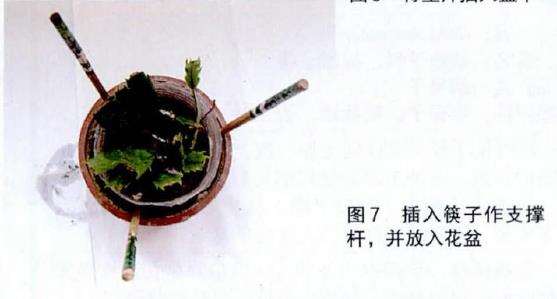 图解 光棍树怎么扦插的6个步骤