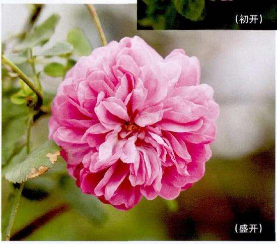 记录三款优雅的粉色欧月 图片