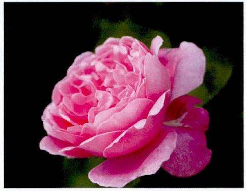 记录三款优雅的粉色欧月 图片