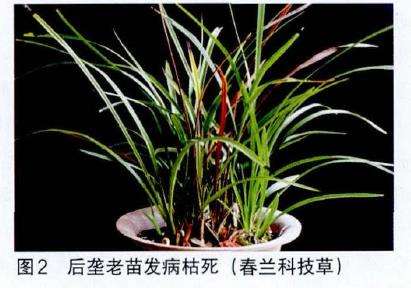 兰花病害病的原鉴定报告