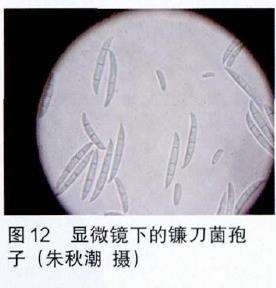 兰花病害病的原鉴定报告 图片