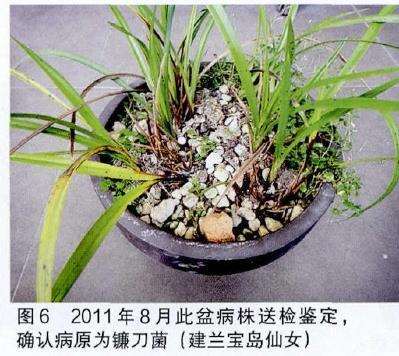 兰花病害病的原鉴定报告 图片
