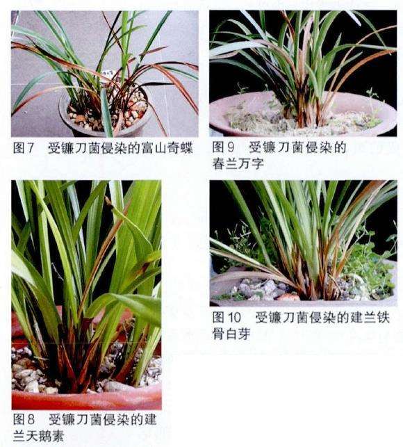 兰花病害病的原鉴定报告 图片