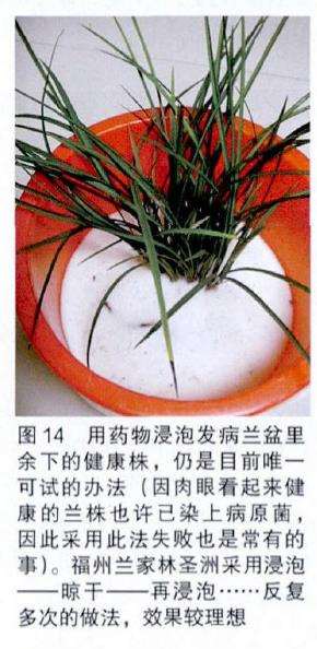 兰花病害病的原鉴定报告 图片