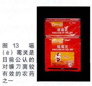 兰花病害病的原鉴定报告 图片