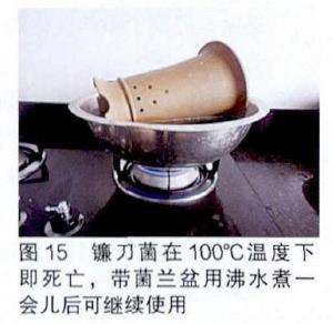 兰花病害病的原鉴定报告 图片