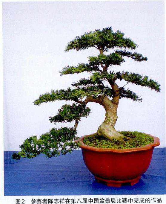 盆景操作比赛之我的4个建议