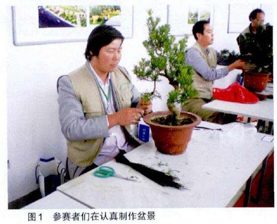 盆景操作比赛之我的4个建议