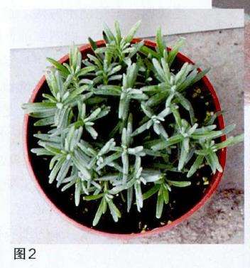 薫衣草盆栽营养生长期怎么养护
