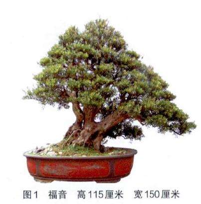 图解 培肓武夷山赤楠盆景下山桩的3个方法