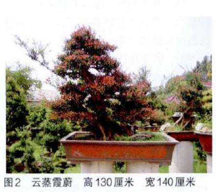 图解 培肓武夷山赤楠盆景下山桩的3个方法