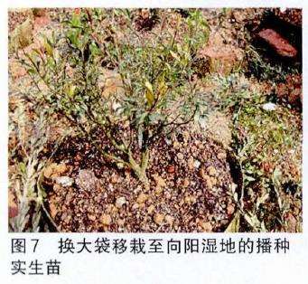 图解 培肓武夷山赤楠盆景下山桩的3个方法