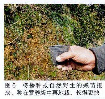 图解 培肓武夷山赤楠盆景下山桩的3个方法