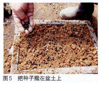 图解 培肓武夷山赤楠盆景下山桩的3个方法