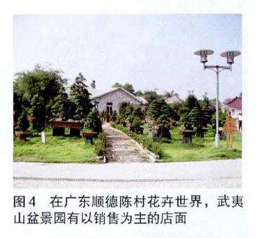 图解 培肓武夷山赤楠盆景下山桩的3个方法