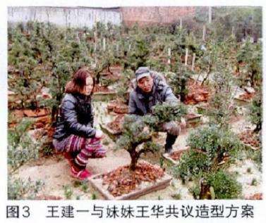 图解 培肓武夷山赤楠盆景下山桩的3个方法