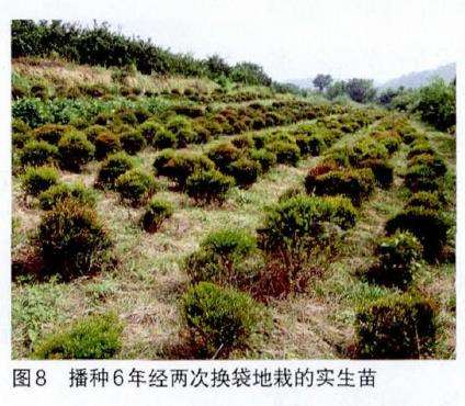 图解 培肓武夷山赤楠盆景下山桩的3个方法